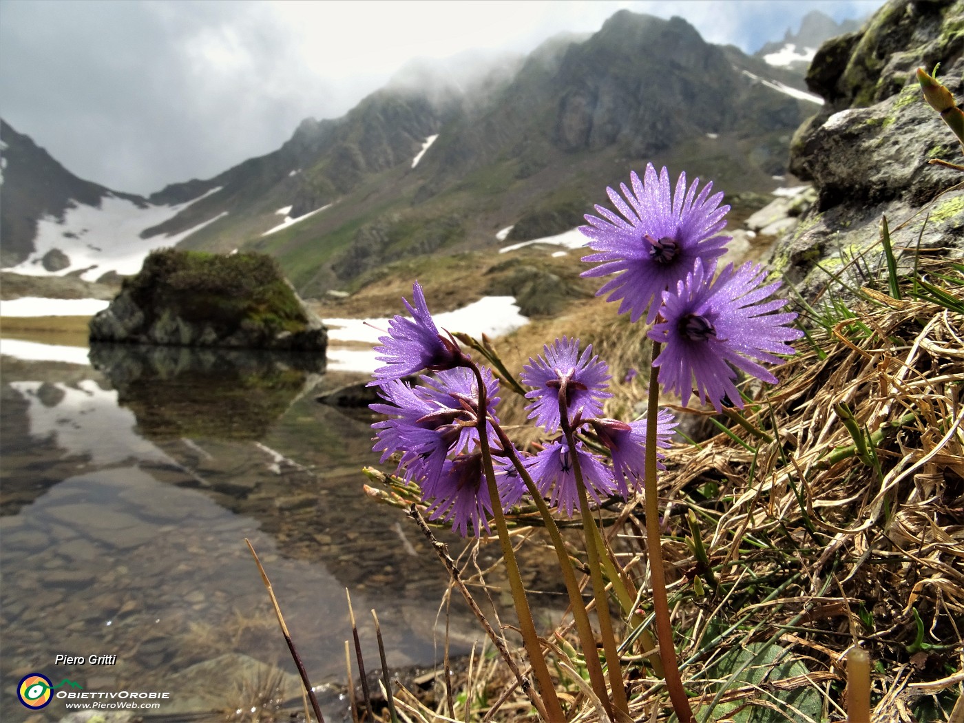 51 Soldanelle alpine (Soldanella alpina) per i laghetti e i suoi monti.JPG